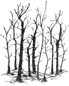 "in the thick thick forest"