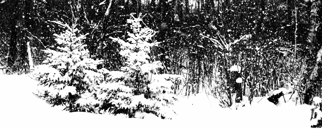 12552540_1008574022529313_2372086631500516205_n