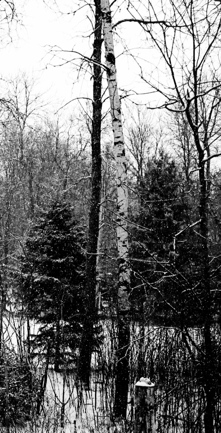 339545_266836563369733_1006124369_o